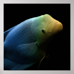 Vis in tank - Kunstfoto Poster