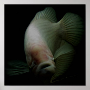 Vis in tankportret poster