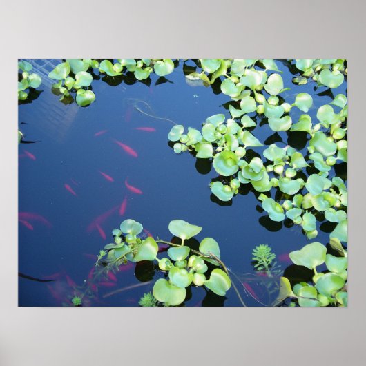 vis in water poster (Voorkant)