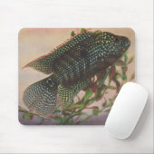 Vis - Jack Dempsey - Archocentrus octofasciatus Muismat (Met muis)