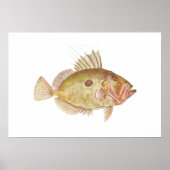 Vis - John Dory - Zeus faber Poster (Voorkant)