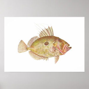 Vis - John Dory - Zeus faber Poster