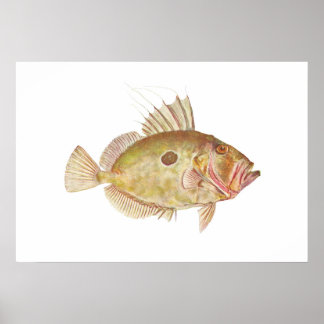 Vis - John Dory - Zeus faber Poster