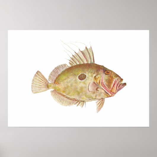 Vis - John Dory - Zeus faber Poster (Voorkant)