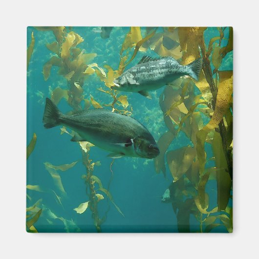 vis magneet (Voorkant)