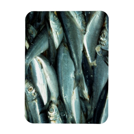 vis magneet (Verticaal)