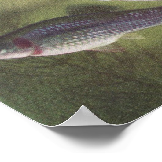 vis - Mollies - Poecilia sphenops Poster (Hoek)