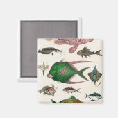 vis, oceaan, schattig, zee, water, dieren, visseri magneet (Voorkant / Achterkant)