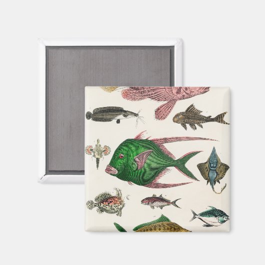 vis, oceaan, schattig, zee, water, dieren, visseri magneet (Voorkant / Achterkant)