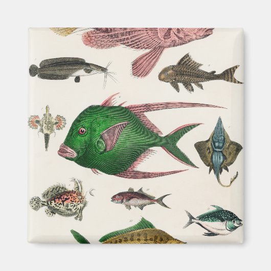 vis, oceaan, schattig, zee, water, dieren, visseri magneet (Voorkant)