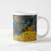 Vis onder koraalrif grote koffiekop (Rechts)