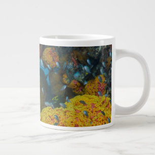 Vis onder koraalrif grote koffiekop