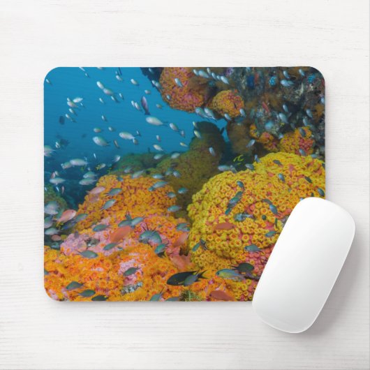 Vis onder koraalrif muismat (Met muis)