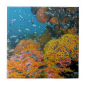 Vis onder koraalrif tegeltje (Voorkant)