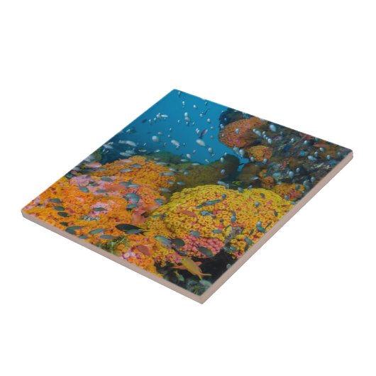Vis onder koraalrif tegeltje (Zijkant)