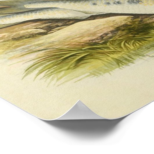 vis print 001 | Shads (Hoek)