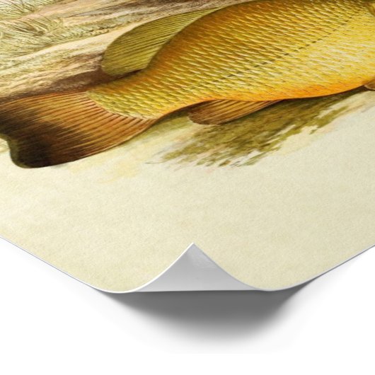 vis Print 006 | Kroatische en Pruisische karper (Hoek)