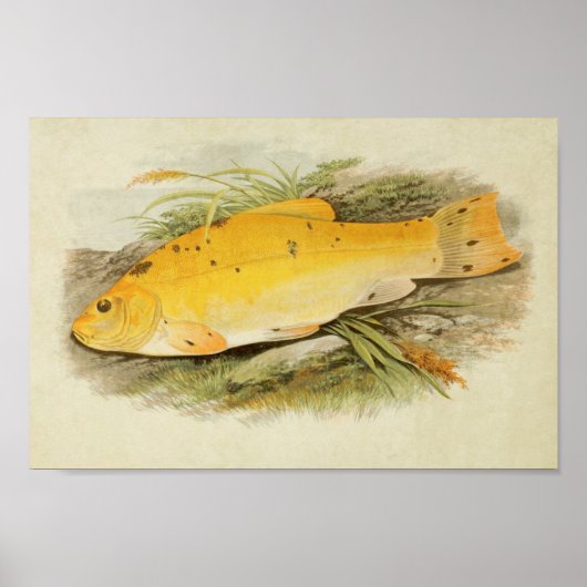  vis print 008 | Golden Tench (Voorkant)