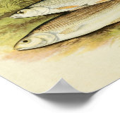  vis print 009 | Graangraaf (Hoek)