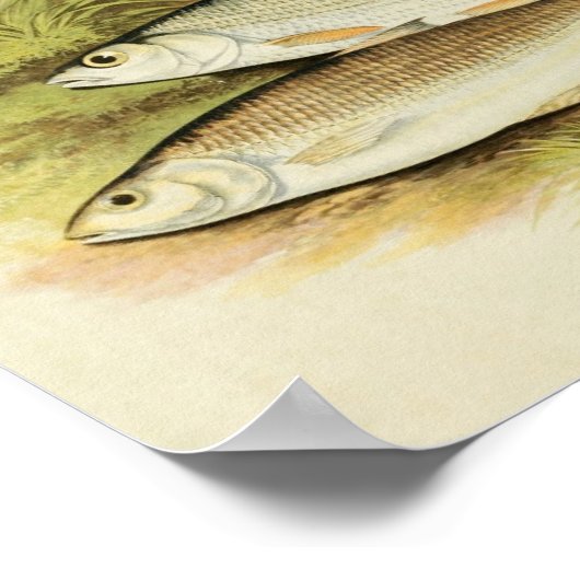  vis print 009 | Graangraaf (Hoek)