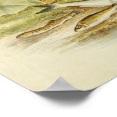  vis Print 018 | Loach, Minnow en Bleak (Hoek)