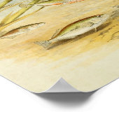  vis print 019 | Sticklebacks (Hoek)