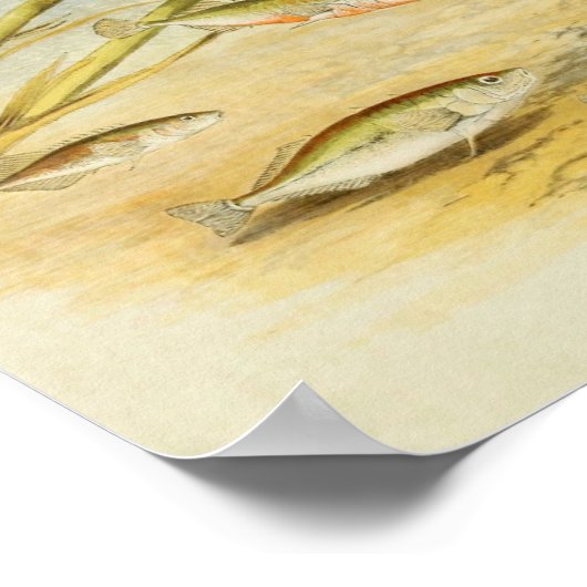  vis print 019 | Sticklebacks (Hoek)