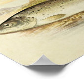 vis Print 025 | Galway Zee-forel (Hoek)