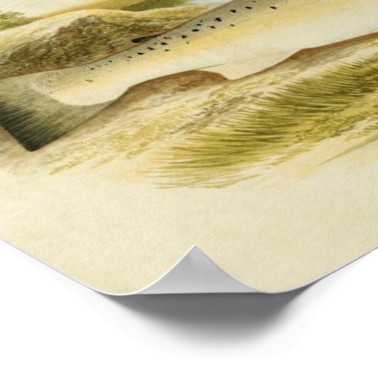 vis Print 031 | Zalmforel (Hoek)