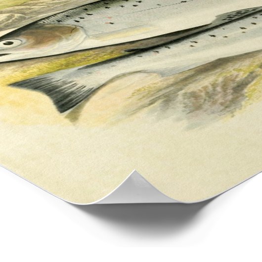  vis Print 033 | Sewen (Hoek)