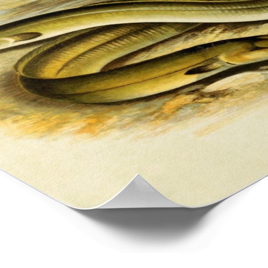 vis Print 035 | Sharp & Broad Nosed Eels (Hoek)