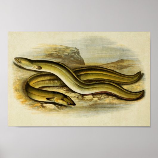  vis Print 035 | Sharp & Broad Nosed Eels (Voorkant)