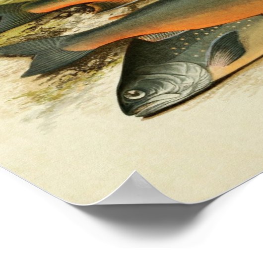  vis print 040 | Assorteerfunctie (Hoek)