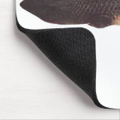 Vis - Qld. Lungfish - Neoceratodus forsteri Muismat (Hoek)