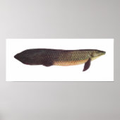 Vis - Qld. Lungfish - Neoceratodus forsteri Poster (Voorkant)