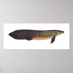 Vis - Qld. Lungfish - Neoceratodus forsteri Poster