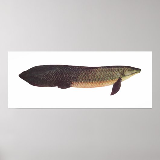 Vis - Qld. Lungfish - Neoceratodus forsteri Poster (Voorkant)