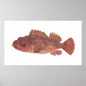 Vis - Red Rock Cod - Scorpaena cardinalis Poster (Voorkant)