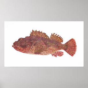 Vis - Red Rock Cod - Scorpaena cardinalis Poster