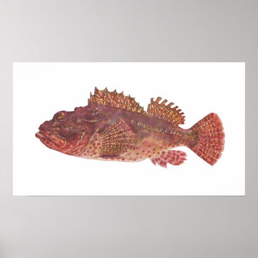 Vis - Red Rock Cod - Scorpaena cardinalis Poster (Voorkant)