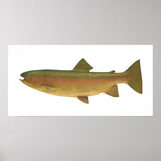 Vis - Regenboogforel - Salmo gairdnerii Poster (Voorkant)