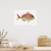 Vis - Roodbrasem - Chryosophrys guttuatus Poster (Keuken)