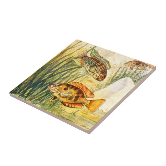 vis tegeltje (Zijkant)