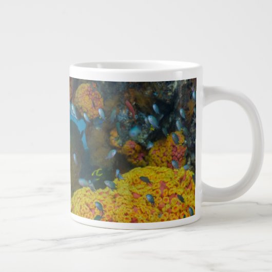 Vis tussen koraalrif grote koffiekop (Rechts)