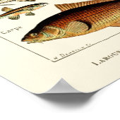 vis van Adolphe Millot Poster (Hoek)