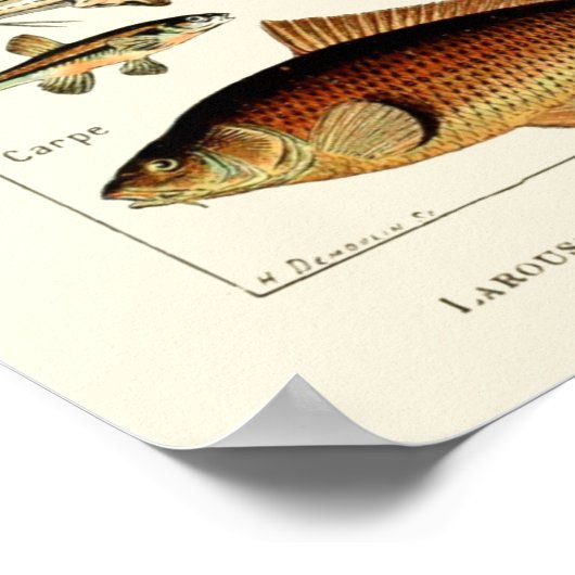  vis van Adolphe Millot Poster (Hoek)