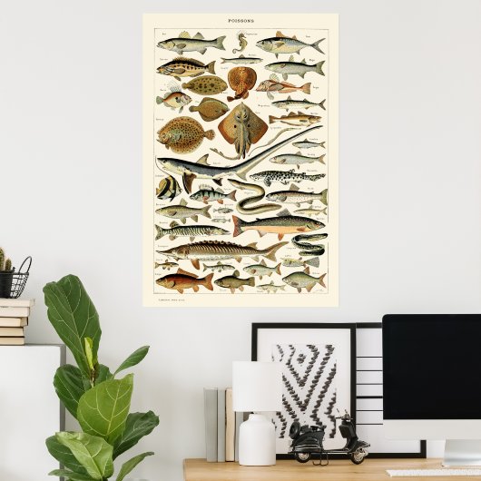  vis van Adolphe Millot Poster (Thuiskantoor)