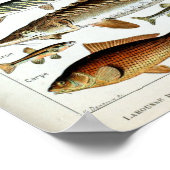  vis van de wereld poster (Hoek)