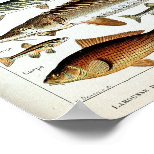 vis van de wereld poster (Hoek)