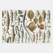 vis van de WereldPoster Inpakpapier Vel (Voorkant)